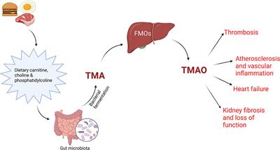 The Interplay Between Gut Microbiota and miRNAs in Cardiovascular Diseases